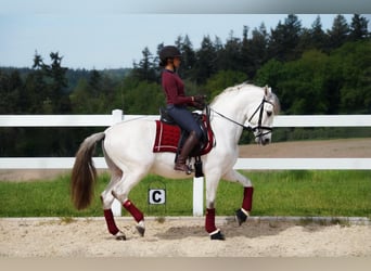 PRE Mix, Hengst, 7 Jahre, 160 cm, Schimmel