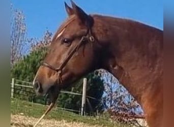 PRE Mix, Hengst, 7 Jahre, 161 cm, Dunkelfuchs