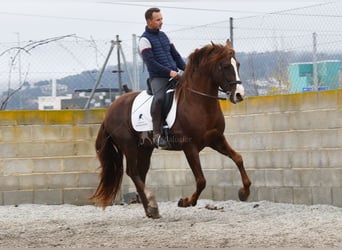 PRE, Hengst, 7 Jahre, 161 cm, Fuchs