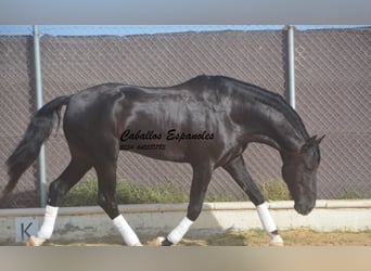 PRE Mix, Hengst, 7 Jahre, 161 cm, Rappe