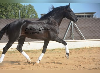 PRE Mix, Hengst, 7 Jahre, 161 cm, Rappe