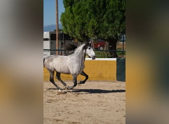 PRE, Hengst, 7 Jahre, 162 cm, Apfelschimmel