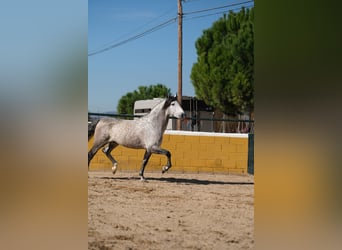 PRE, Hengst, 7 Jahre, 162 cm, Apfelschimmel