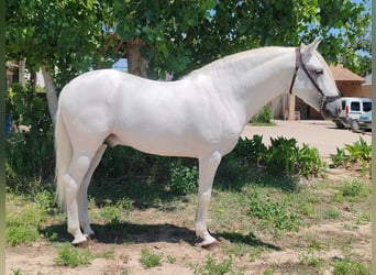 PRE Mix, Hengst, 7 Jahre, 162 cm, Apfelschimmel