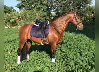 PRE Mix, Hengst, 7 Jahre, 162 cm, Rotbrauner