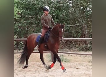 PRE Mix, Hengst, 7 Jahre, 162 cm, Rotbrauner