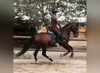 PRE Mix, Hengst, 7 Jahre, 162 cm, Rotbrauner