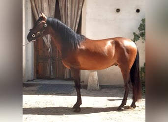 PRE Mix, Hengst, 7 Jahre, 162 cm, Rotbrauner