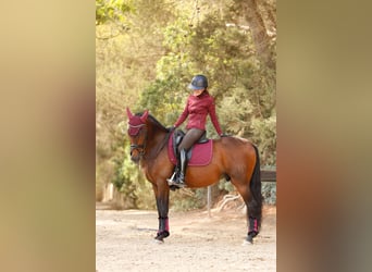 PRE Mix, Hengst, 7 Jahre, 163 cm, Fuchs