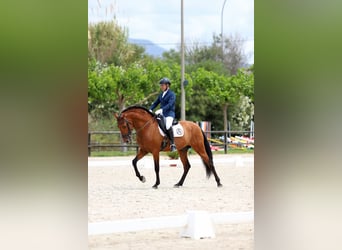 PRE Mix, Hengst, 7 Jahre, 164 cm, Brauner