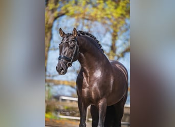 PRE Mix, Hengst, 7 Jahre, 164 cm, Rappe