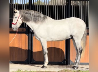 PRE, Hengst, 7 Jahre, 164 cm, Schimmel