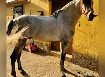 PRE Mix, Hengst, 7 Jahre, 164 cm, Schimmel