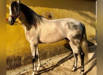 PRE Mix, Hengst, 7 Jahre, 164 cm, Schimmel