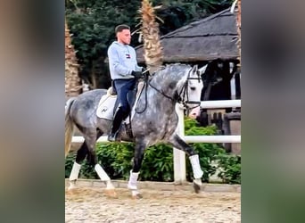 PRE, Hengst, 7 Jahre, 165 cm, Apfelschimmel