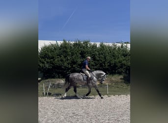 PRE Mix, Hengst, 7 Jahre, 165 cm, Apfelschimmel