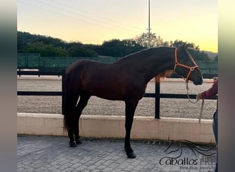 PRE, Hengst, 7 Jahre, 165 cm, Brauner