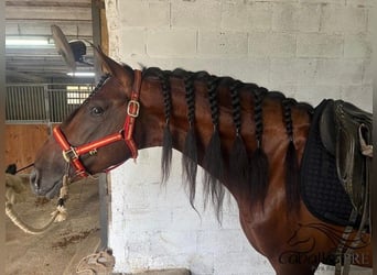 PRE Mix, Hengst, 7 Jahre, 165 cm, Brauner