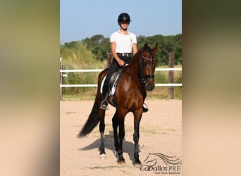 PRE Mix, Hengst, 7 Jahre, 165 cm, Brauner