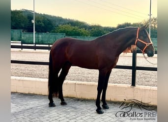 PRE Mix, Hengst, 7 Jahre, 165 cm, Brauner