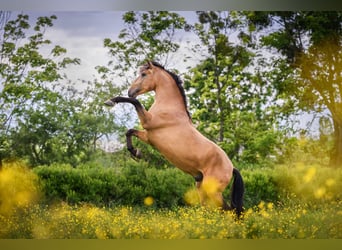 PRE Mix, Hengst, 7 Jahre, 165 cm, Buckskin