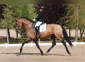 PRE Mix, Hengst, 7 Jahre, 165 cm, Falbe