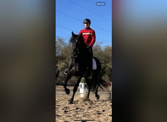 PRE, Hengst, 7 Jahre, 165 cm, Rappe