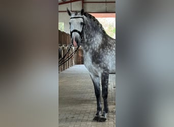 PRE Mix, Hengst, 7 Jahre, 166 cm, Apfelschimmel