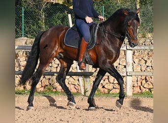 PRE Mix, Hengst, 7 Jahre, 166 cm, Brauner