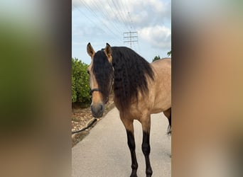 PRE, Hengst, 7 Jahre, 166 cm, Falbe