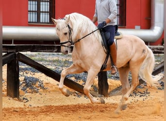 PRE Mix, Hengst, 7 Jahre, 166 cm, Palomino