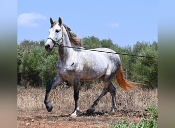PRE Mix, Hengst, 7 Jahre, 166 cm, Schimmel
