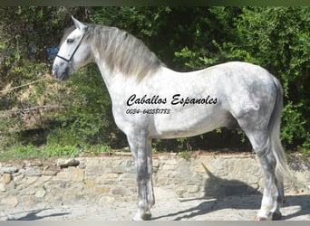 PRE, Hengst, 7 Jahre, 167 cm, Apfelschimmel