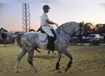 PRE, Hengst, 7 Jahre, 167 cm, Apfelschimmel