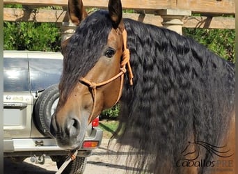 PRE, Hengst, 7 Jahre, 167 cm, Brauner