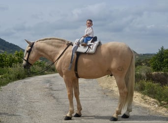 PRE Mix, Hengst, 7 Jahre, 167 cm, Pearl