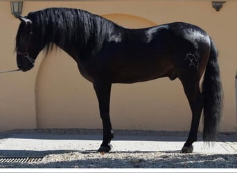 PRE Mix, Hengst, 7 Jahre, 167 cm, Rappe