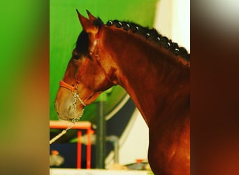 PRE, Hengst, 7 Jahre, 167 cm, Rotbrauner