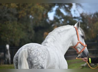 PRE, Hengst, 7 Jahre, 167 cm, Schimmel