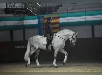 PRE, Hengst, 7 Jahre, 167 cm, Schimmel