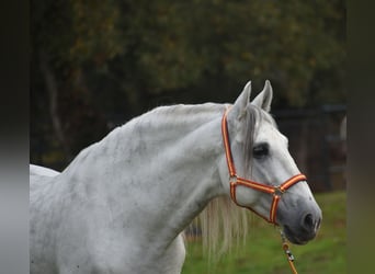 PRE, Hengst, 7 Jahre, 167 cm, Schimmel