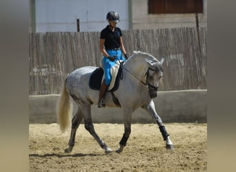 PRE, Hengst, 7 Jahre, 167 cm, Schimmel