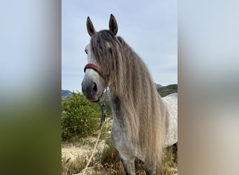 PRE Mix, Hengst, 7 Jahre, 168 cm, Apfelschimmel