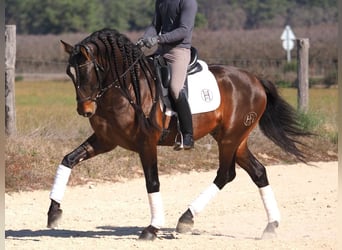 PRE Mix, Hengst, 7 Jahre, 168 cm, Brauner