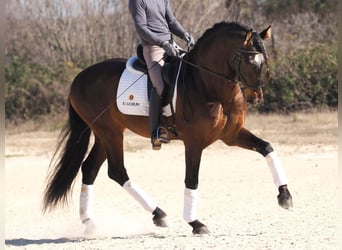 PRE Mix, Hengst, 7 Jahre, 168 cm, Brauner