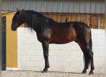 PRE Mix, Hengst, 7 Jahre, 168 cm, Dunkelbrauner