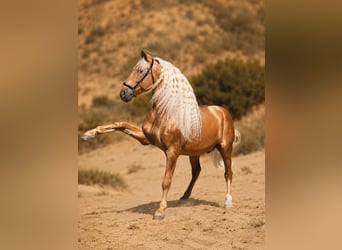 PRE Mix, Hengst, 7 Jahre, 168 cm, Palomino
