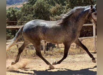 PRE Mix, Hengst, 7 Jahre, 168 cm, Schimmel