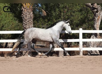 PRE, Hengst, 7 Jahre, 169 cm, Apfelschimmel