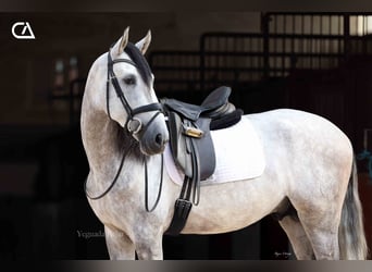 PRE, Hengst, 7 Jahre, 169 cm, Apfelschimmel